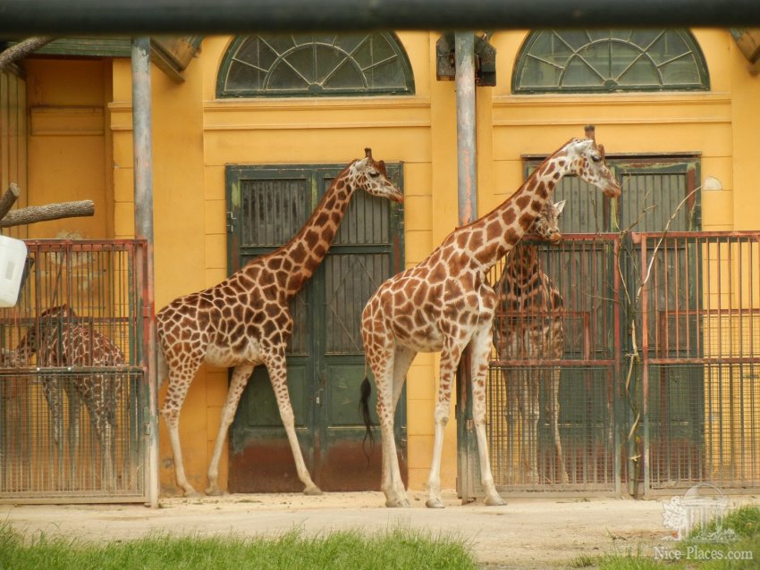 Жирафы Фото достопримечательностей Вены: Жирафы