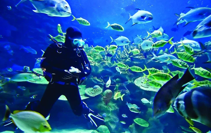 Популярные направления дайв-сафари Популярные направления дайв-сафари