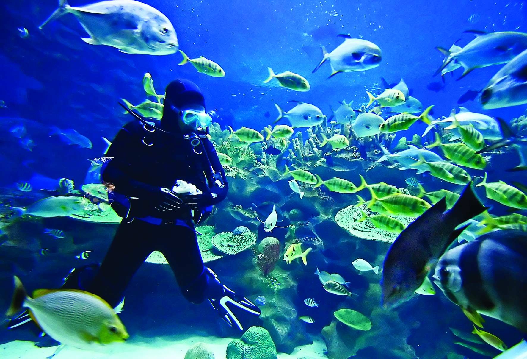 Дайвинг-сафари Фото достопримечательностей островов: Дайвинг-сафари